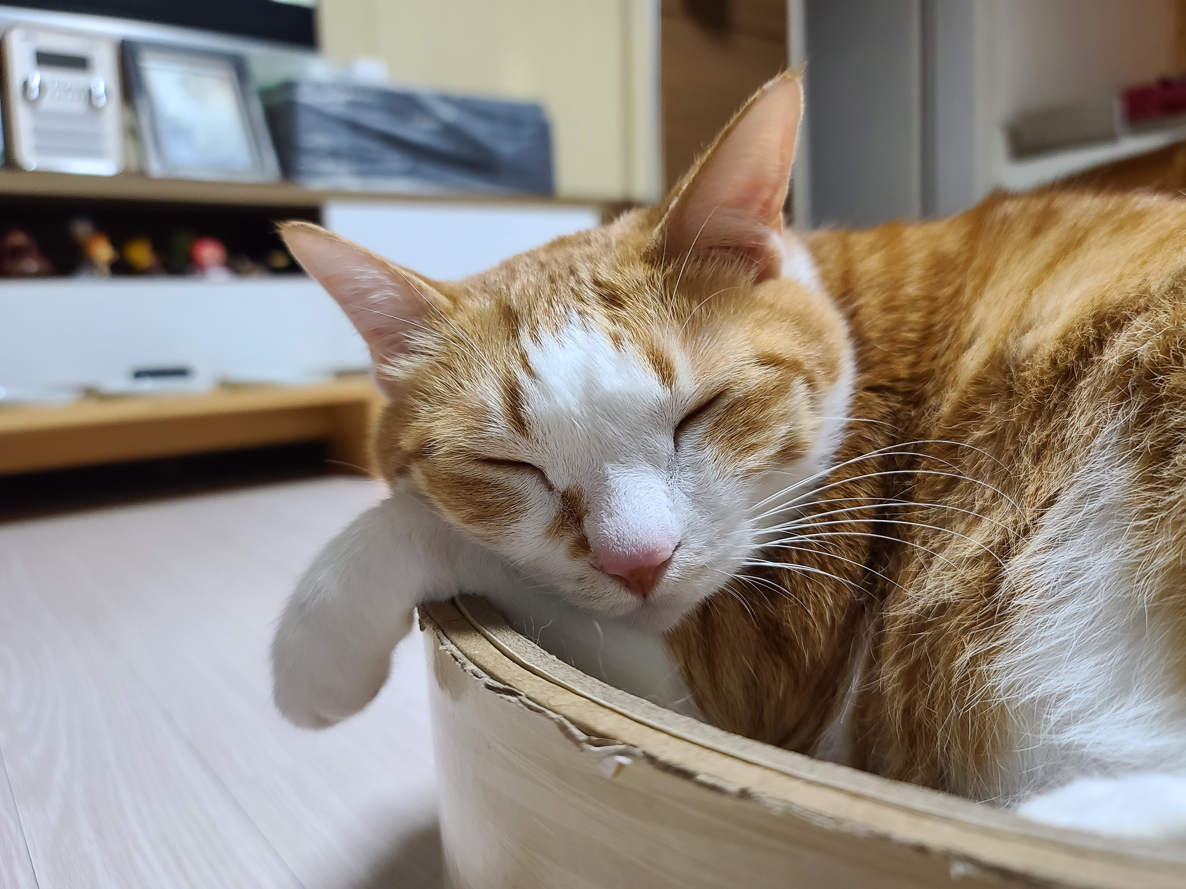 평온한 호야 사진으로 힐링하기. 고양이멍 해보기.