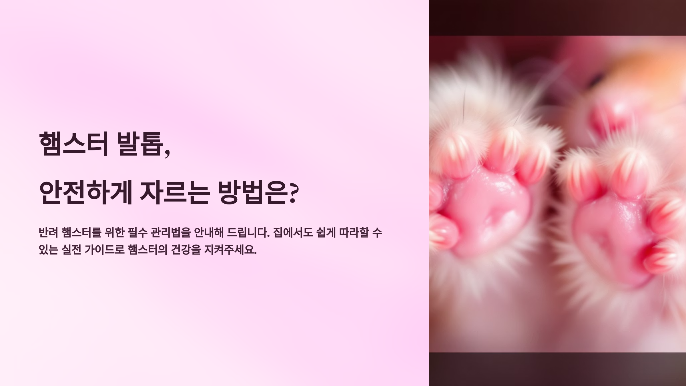 햄스터 발톱, 안전하게 자르는 방법은?