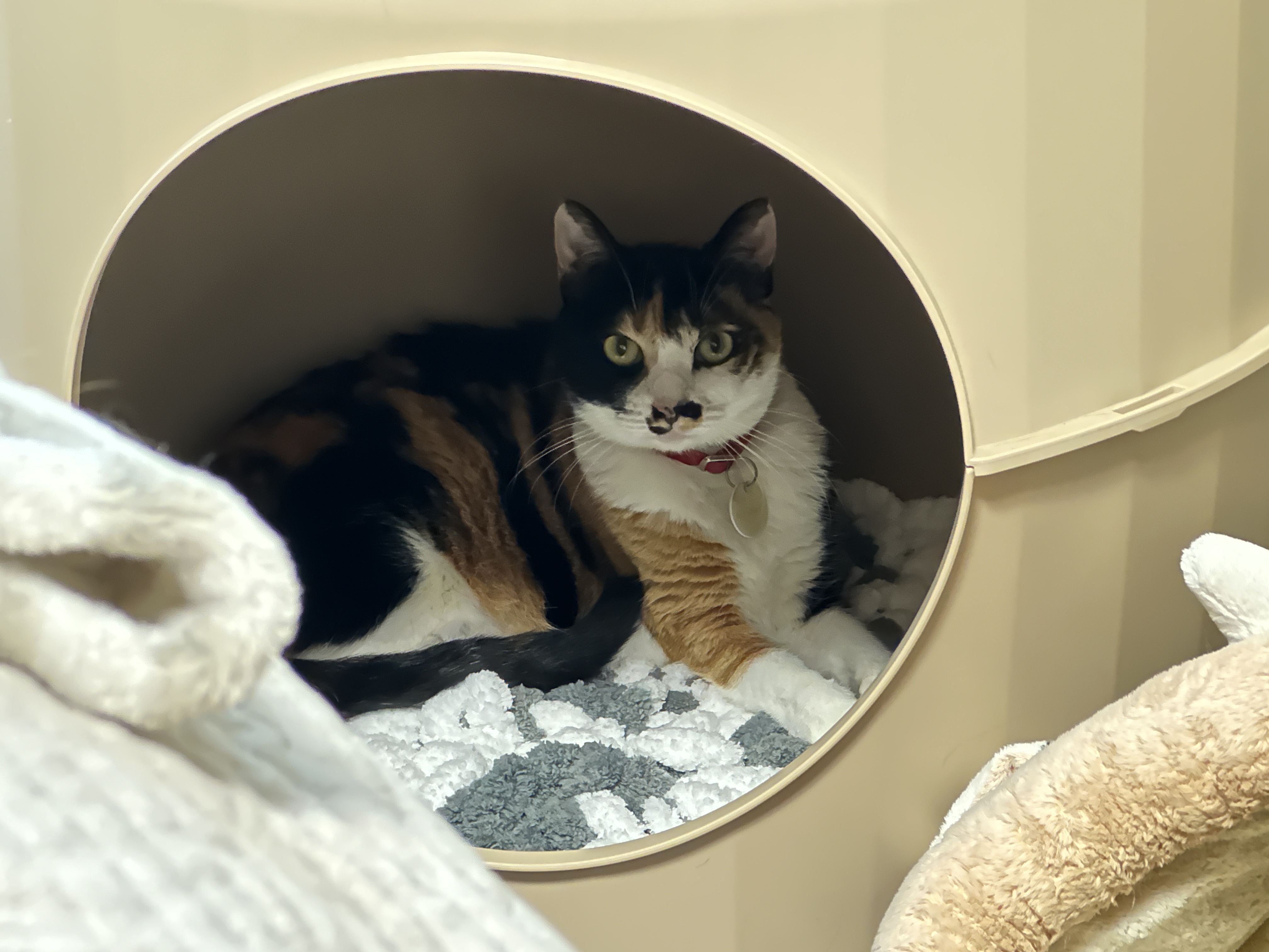 엄마_방석_잘_사용하고_있는_삼색냥이_츤데레_다다_1