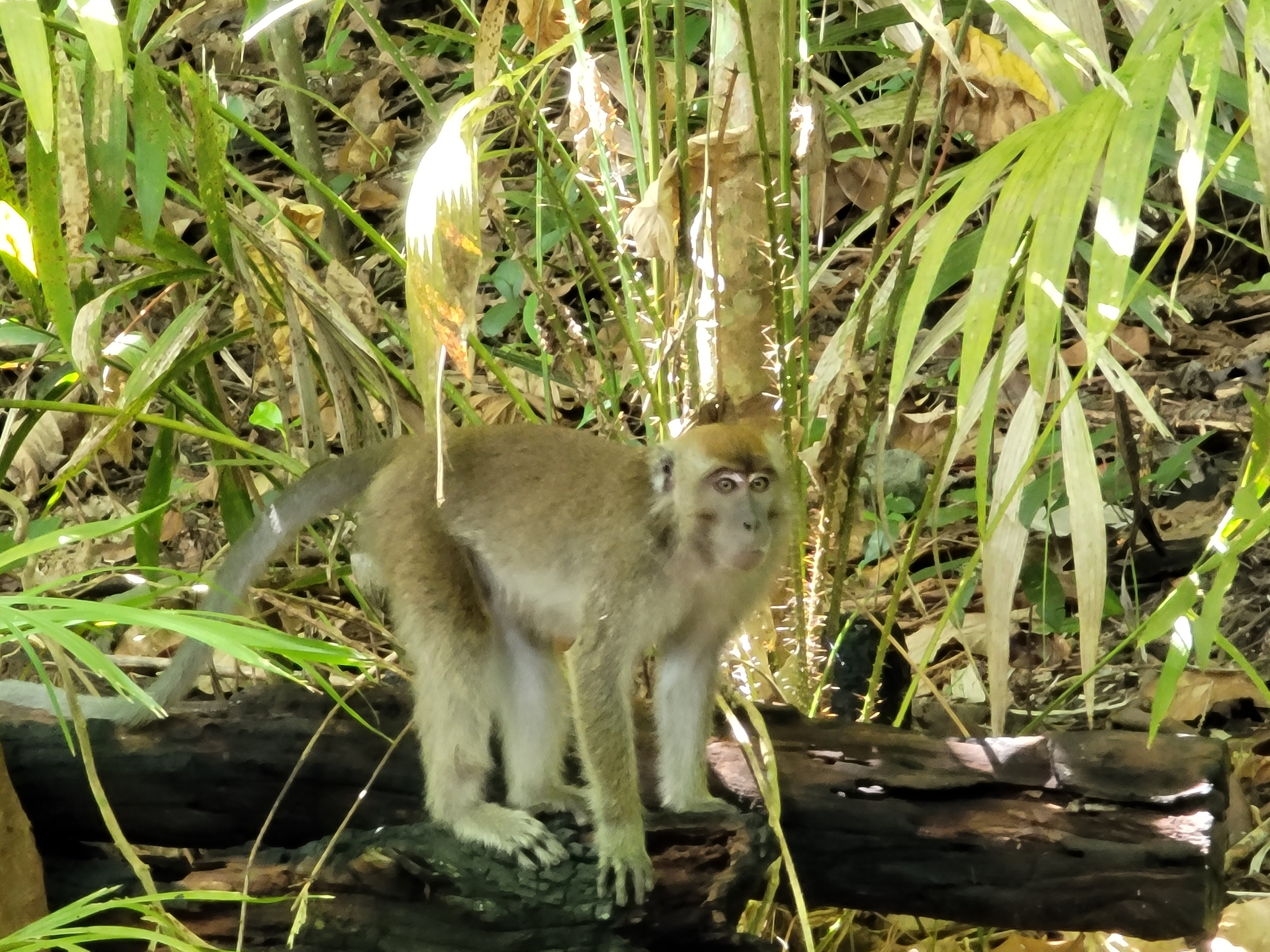 코타키나발루 사피섬 마누칸 호핑투어