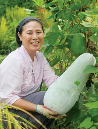 동아 재배 덩굴 손질 지주 설치 수분 관리_31