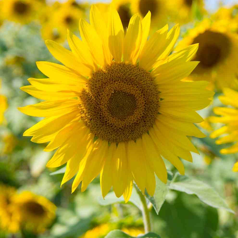 파주 해바라기 축제