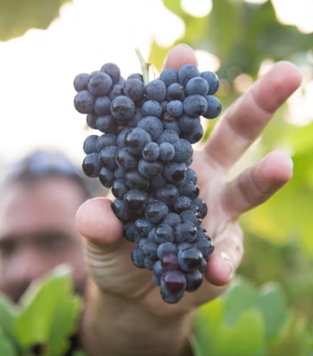 포도 효능 부작용