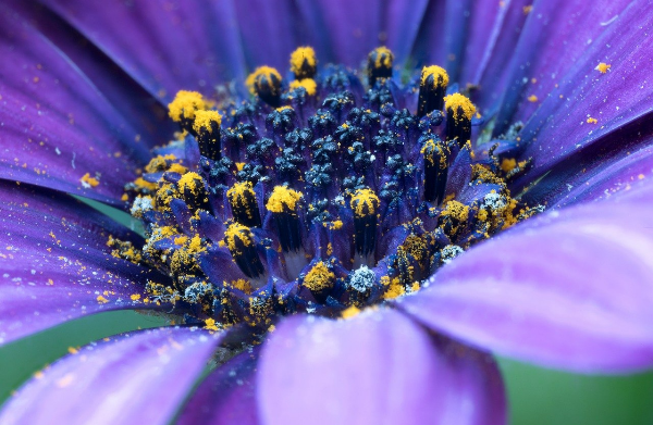 먼지, 꽃가루, 곰팡이균 이미지