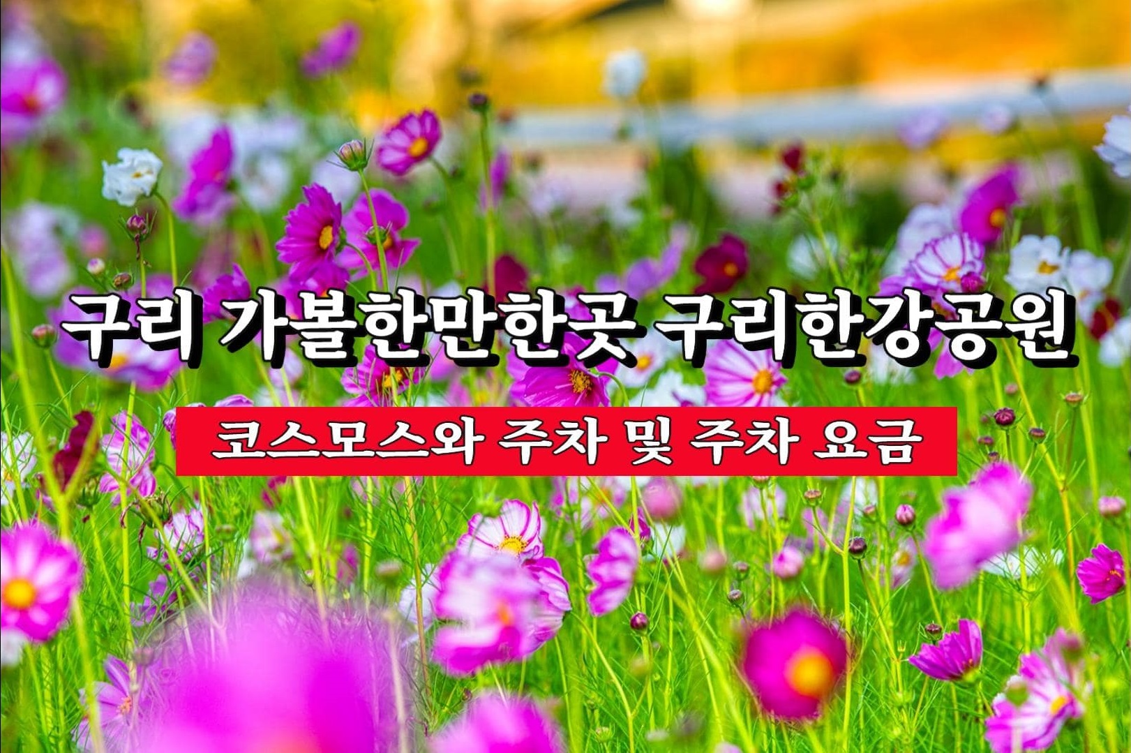 구리 한강공원- 코스모스