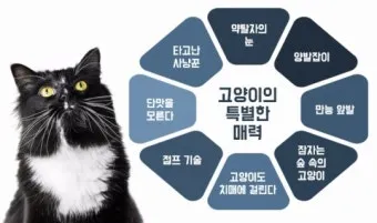 작은고양이 쪼꼬미 냥이 매력 탐구 귀여움 분석_19