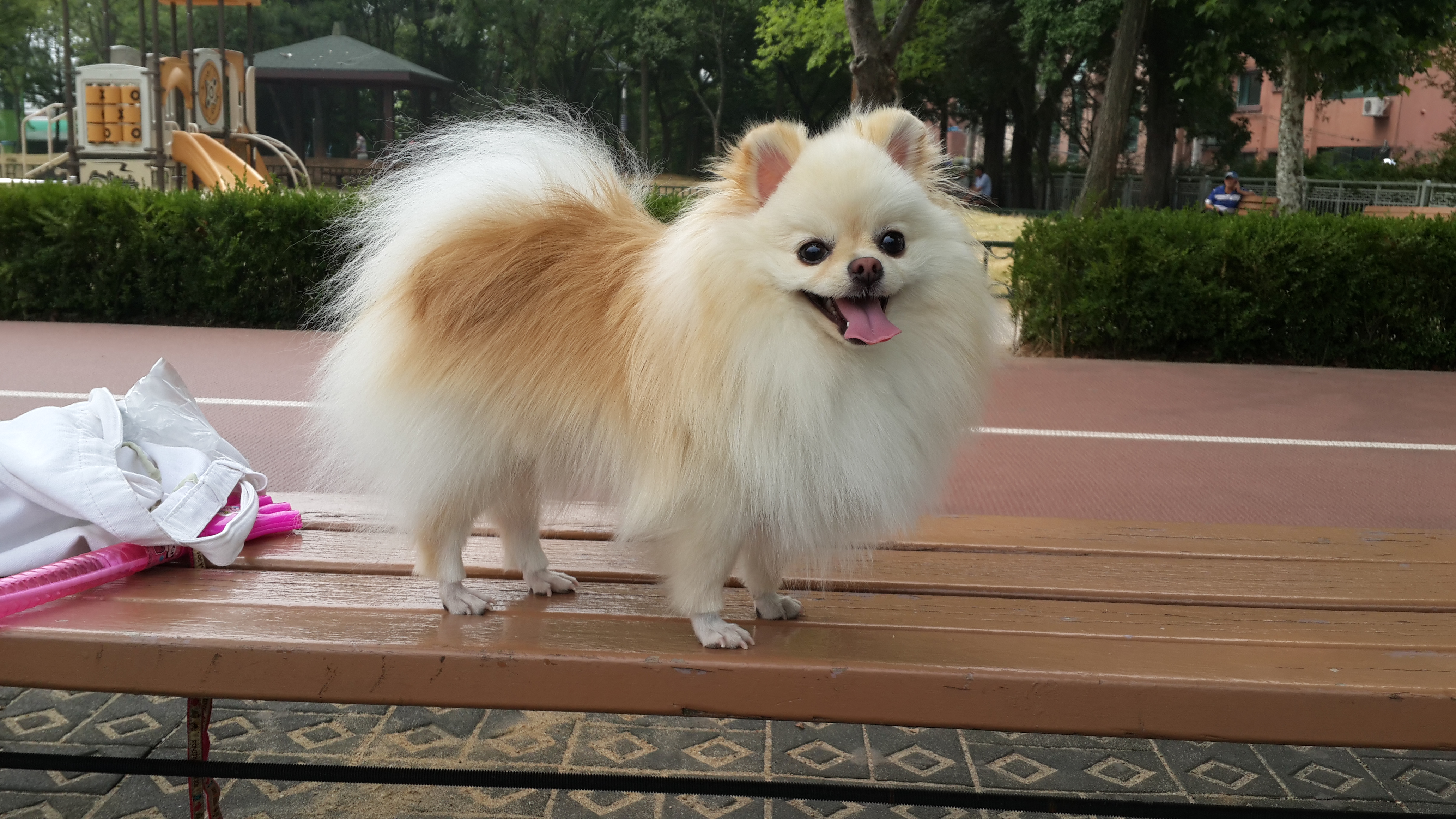 강아지가 싫어하는 행동 : 싫어하는 행동 23가지