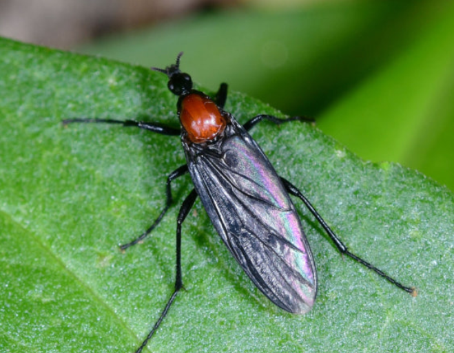 러브버그-퇴치방법-사진