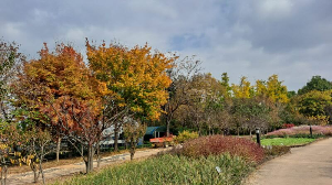 화성_우리꽃식물원_국화전시회