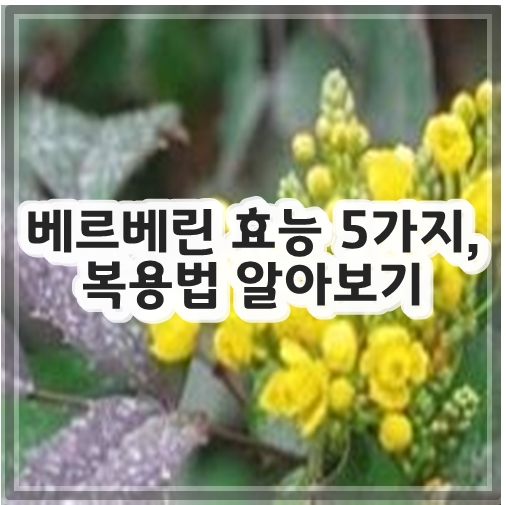 베르베린 효능 5가지, 복용법 알아보기