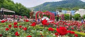 5월 강추 꽃 축제