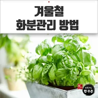 화분 겨울철 관리 난방건조 습도유지 물주기간격 조절 식물등보조_3