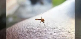 모기 박사님 추천 모기 퇴치법과 여름철 모기 없는 집 만들기 실전 전략_22