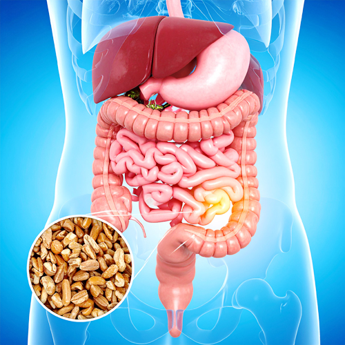 프리바이오틱스 식이섬유와 효소의 시너지 효과