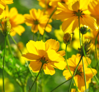 금계국의 개화시기3