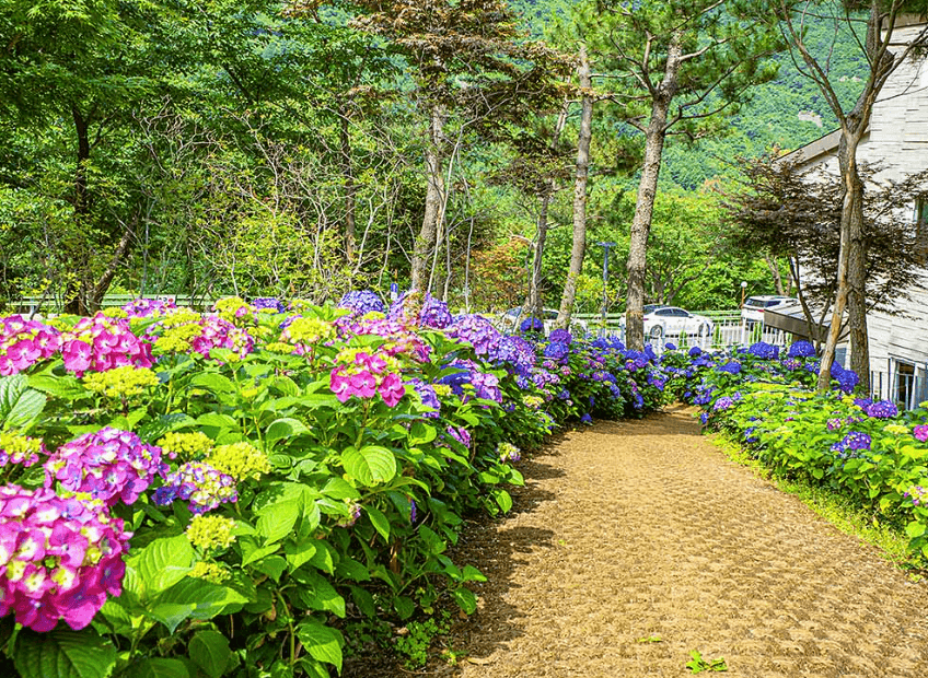 진주 월아산 수국축제