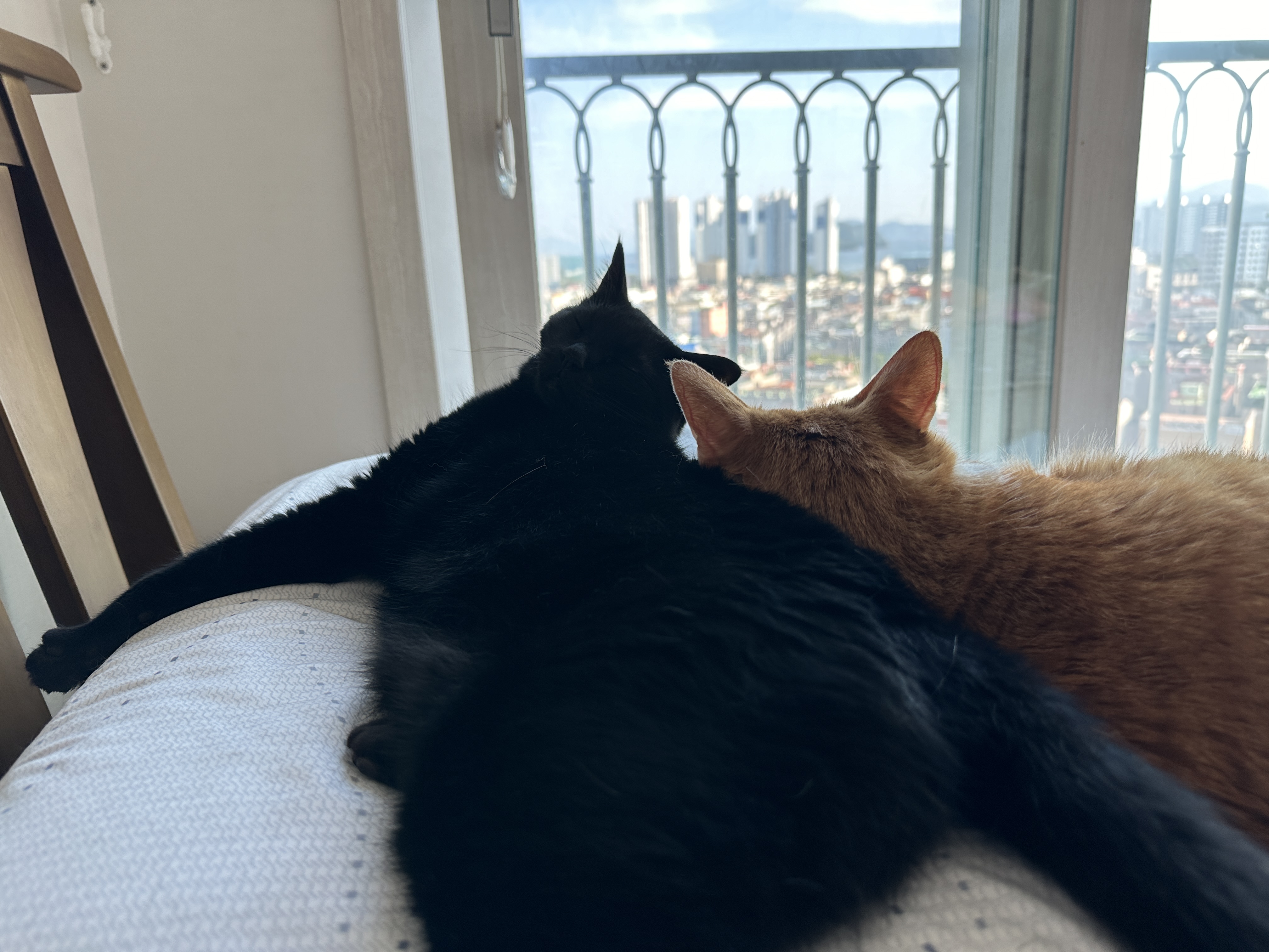 돌아보는_건이와_자고_있는_호야_4