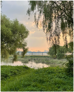 서래섬