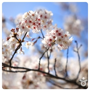 벚꽃 축제 일정 2024 벚꽃 만개 시기