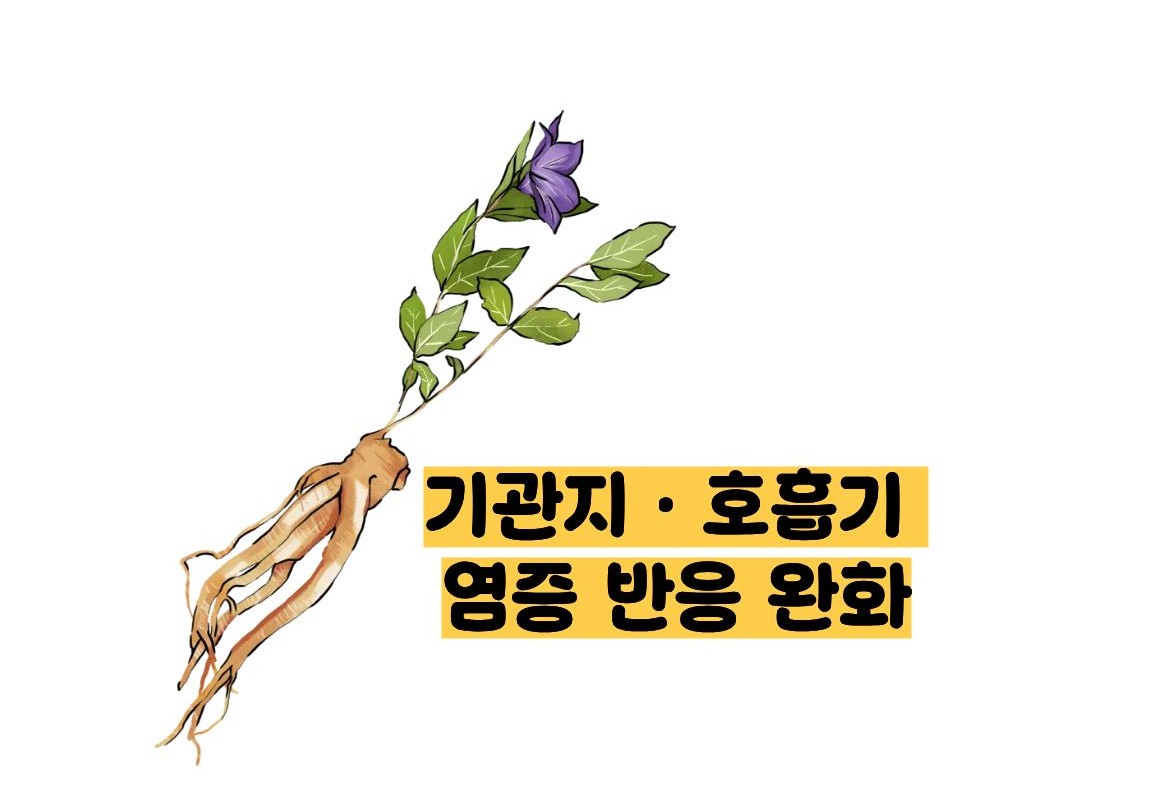 도라지청의 효능