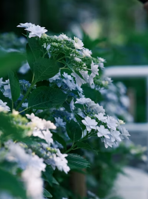 부산 벚꽃 명소 추천 및 2026 개화 시기 가이드