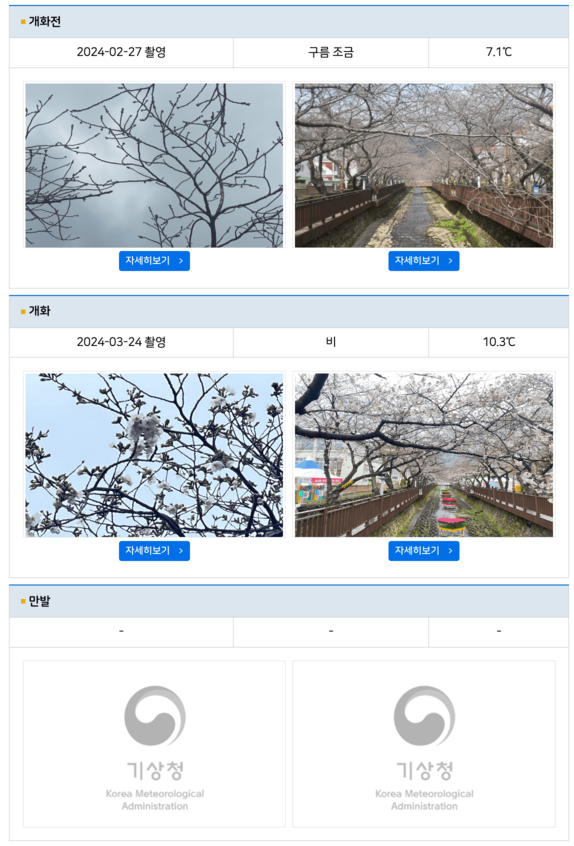 전국 실시간 벚꽃 개화현황 확인하기