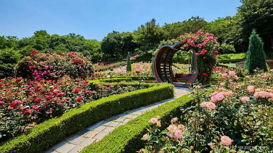 부천 백만송이장미축제