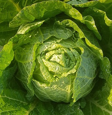 이마트 절임배추 사전예약