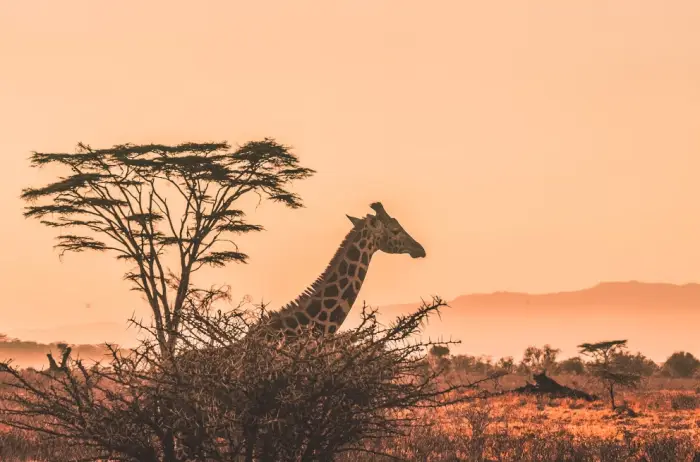 황열병 예방접종