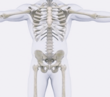 골격이-보이는-해부도