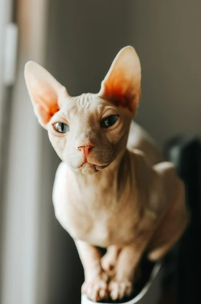 고양이 더위 적응법｜집사들이 꼭 챙겨야 할 여름 환경 세팅