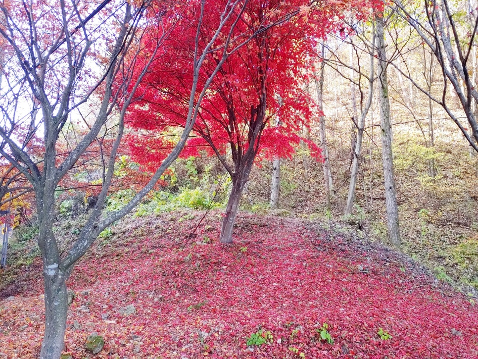 2024 가을 단풍 명소 7곳 소개