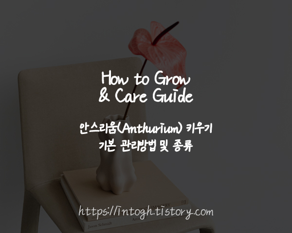 안스리움 키우기, 기본 관리방법 및 종류
How to Grow Anthurium / How to Care Anthurium
Anthurium Care Guide