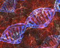 신라젠 주가 전망 | 신라젠(SJ-607) 국내 특허 등록! 주가 상승 기대?