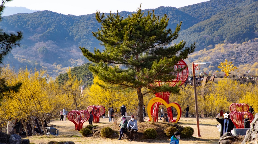 구례 산수유꽃축제 주차장 정리