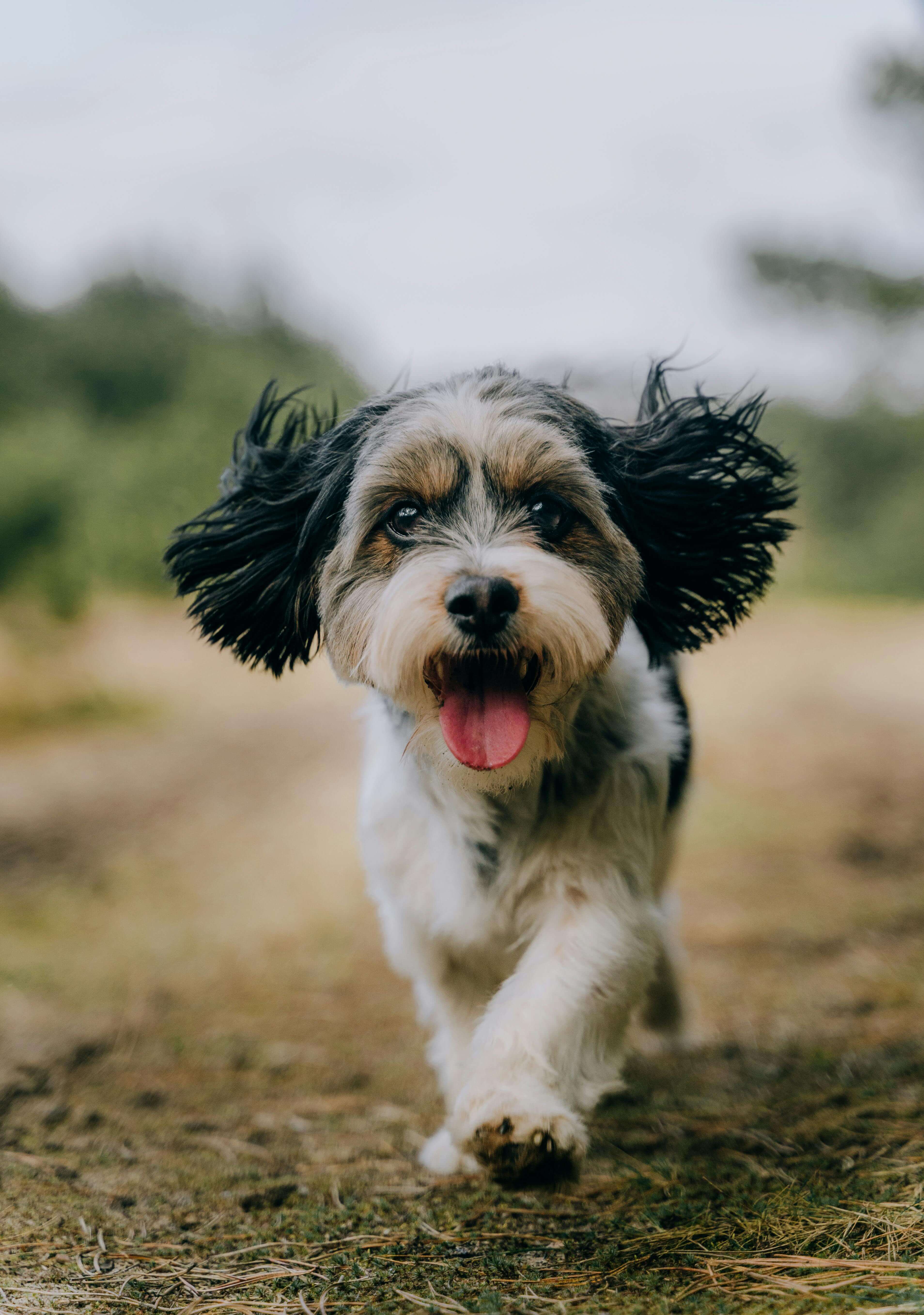슬개골 탈구 수술비 vs 보험 보장 비교 (2025 최신판)
