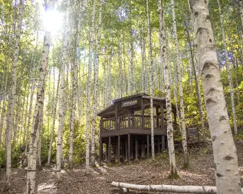 인제 자작나무숲_13