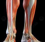종아리 근육 통증 원인