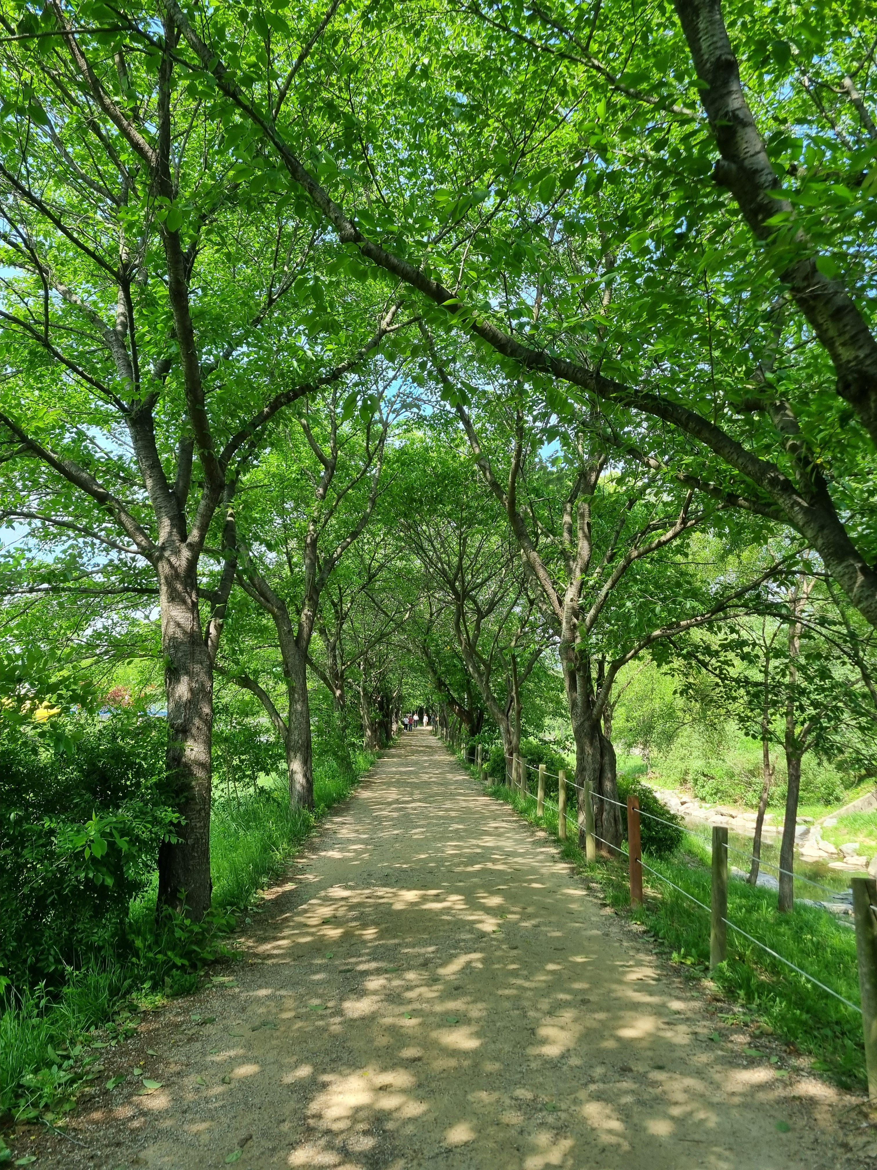 인천대공원 숲길