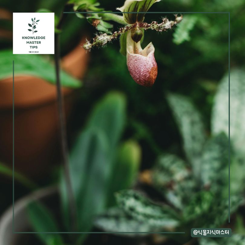 멸종 위기 식물, 야생에서의 멸종과 그 이유