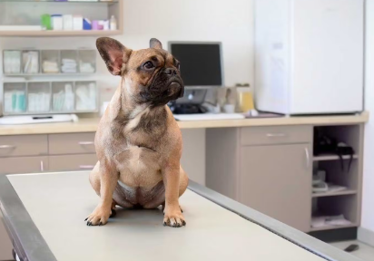 진료실의 강아지