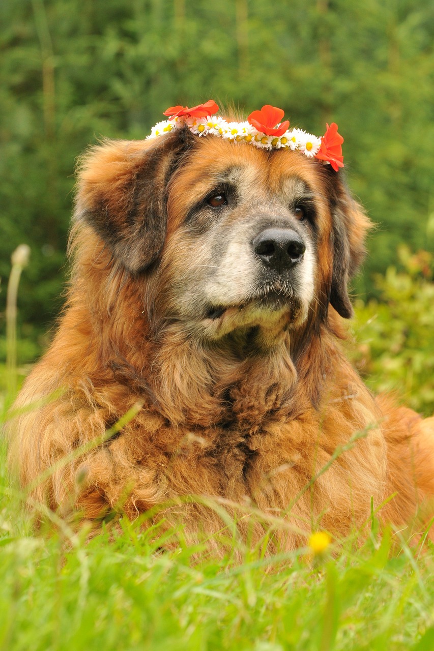 레온베르거(Leonberger)4