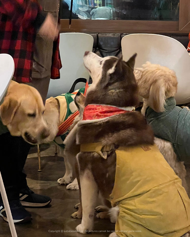 봄날 가기 좋은 잔디마당 카페, 파주애견동반카페