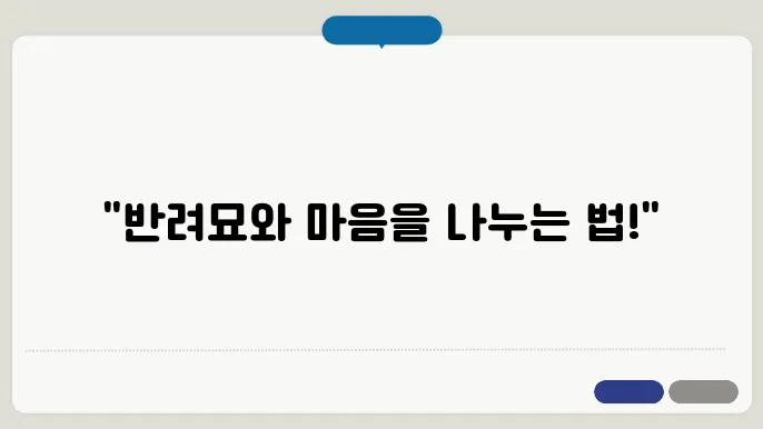 고양이와의 관계 형성하는 방법