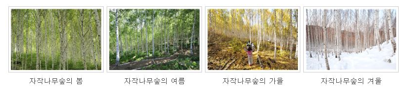 인제 자작나무숲길