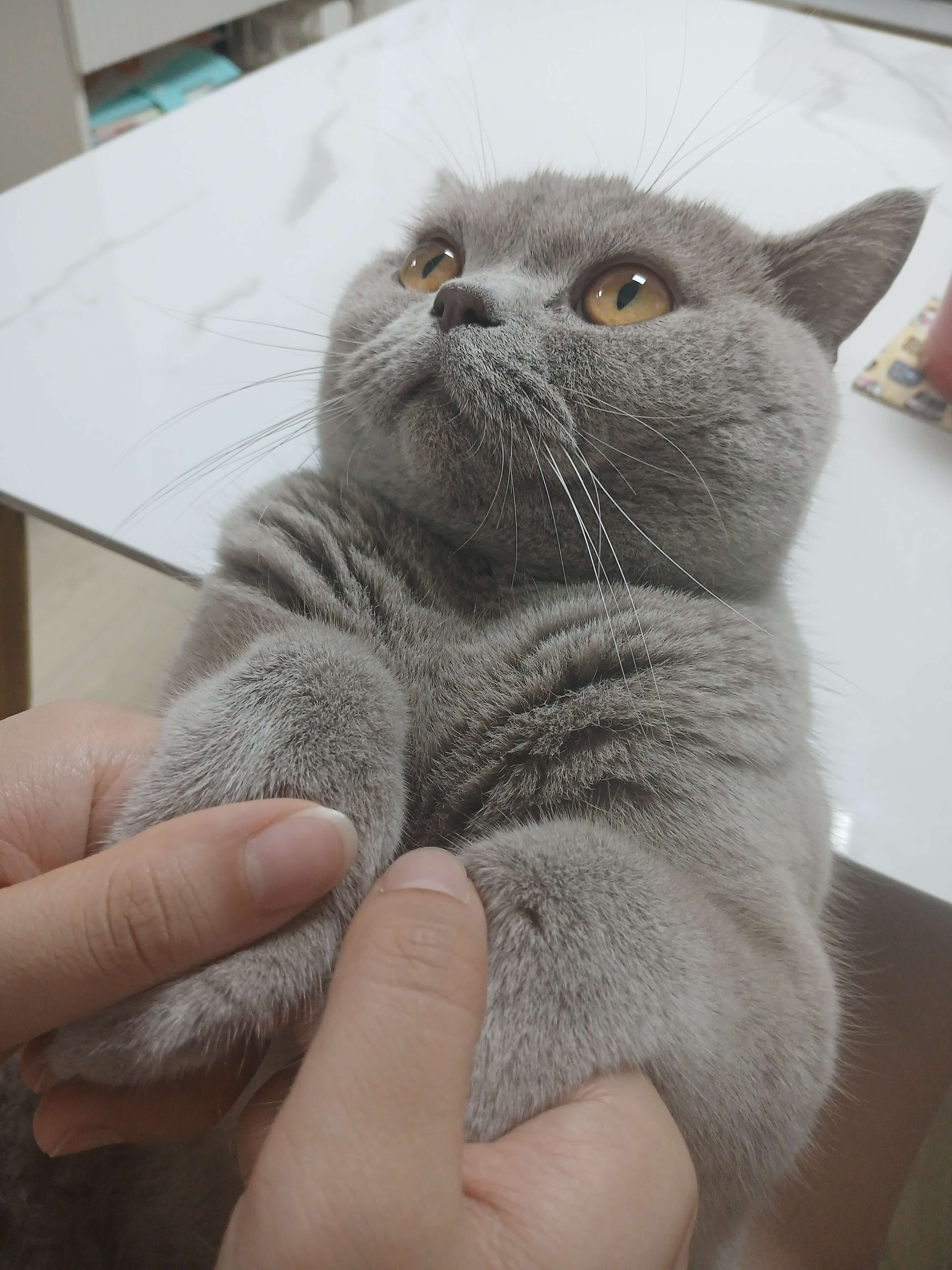 고양이를 만진 후에는 손씻기로 위생관리하세요