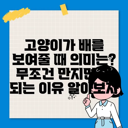 고양이가 배를 보여줄 때 의미는? 무조건 만지면 안 되는 이유 알아보자