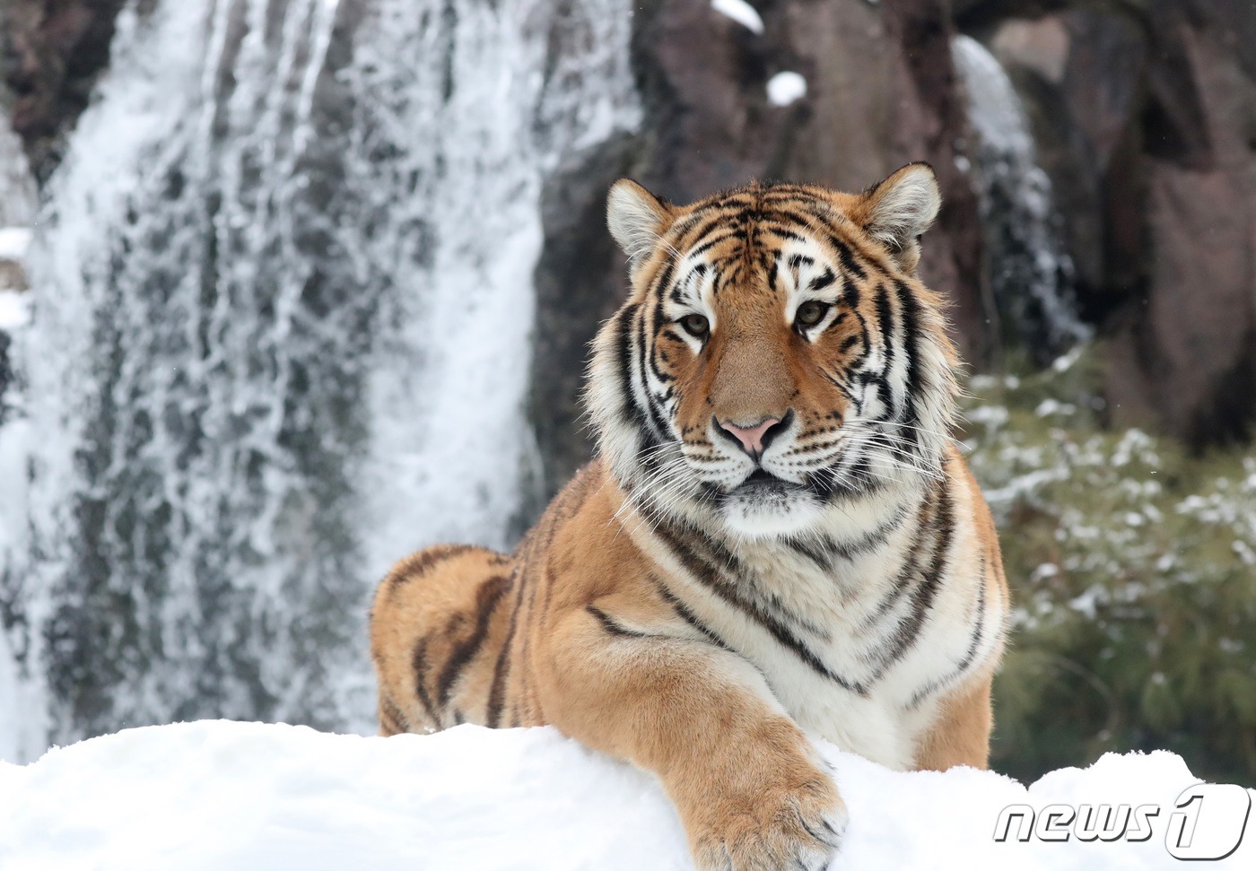 한국호랑이, 백두산의 전설은 살아 있는가?