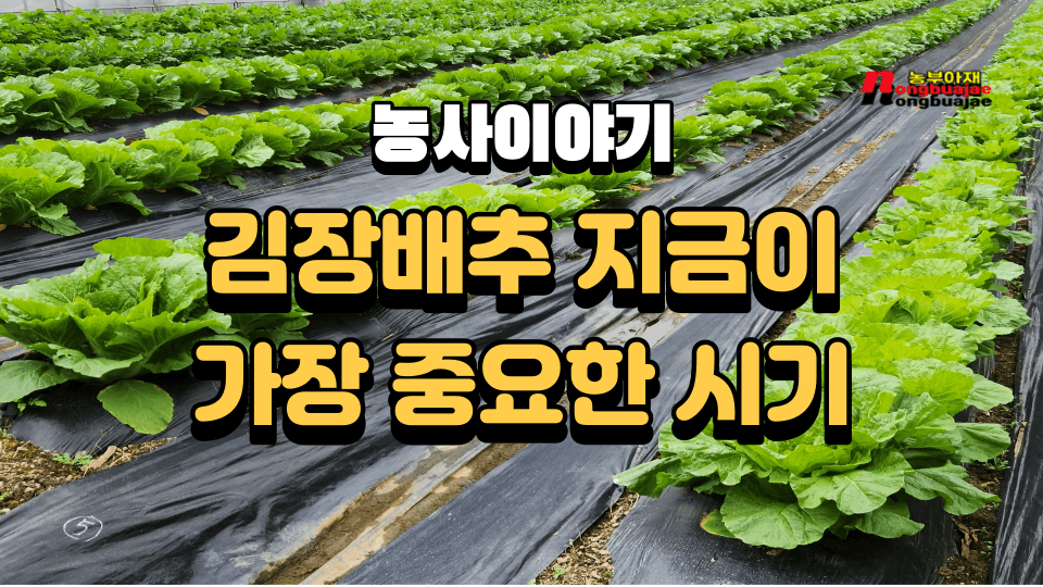 농사이야기 김장배추 지금이 가장 중요한 시기