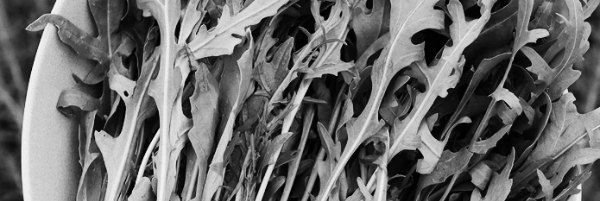 루꼴라 재배방법